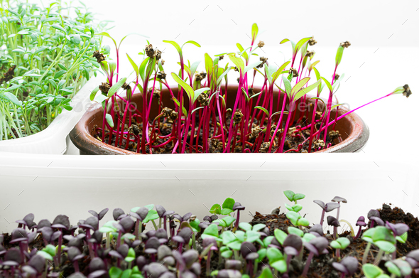 Micro greens in bowls