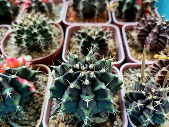 cactus - Stock Photo - Images