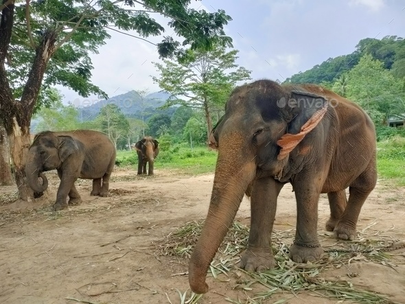elephant - Stock Photo - Images