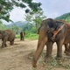 elephant - PhotoDune Item for Sale