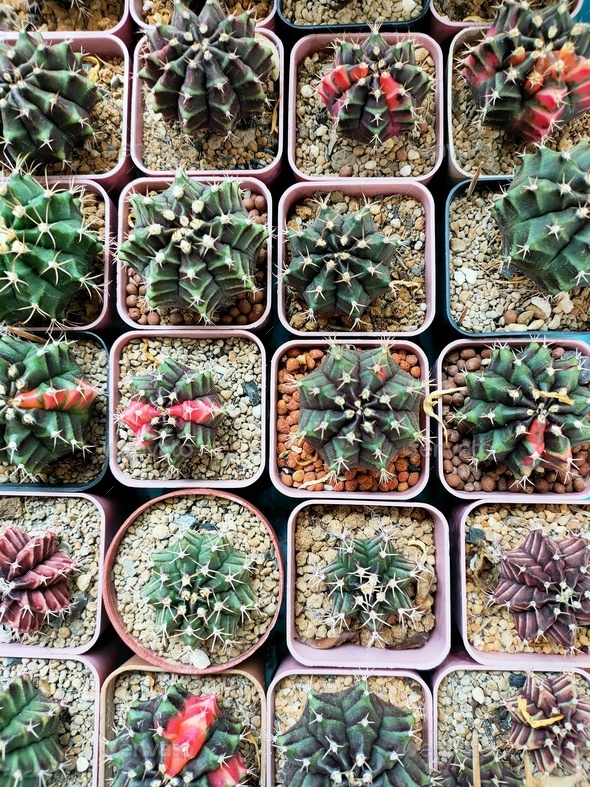 cactus - Stock Photo - Images