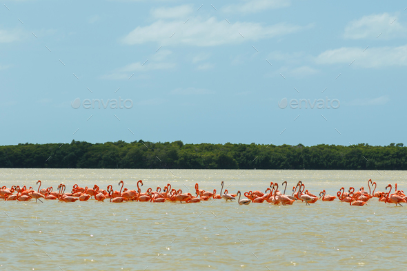 Group Of Beautiful Pink Flamingos. Celestun, Mexico. Stock Photo By ...