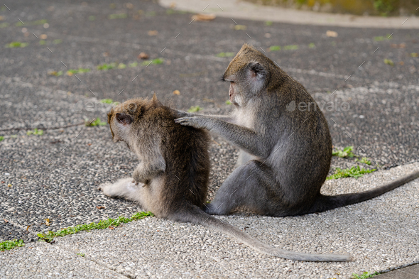 Two monkeys picking lice from each other at Sangeh Monkey Forest, Bali, Indonesia - Stock Photo - Images