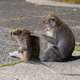 Two monkeys picking lice from each other at Sangeh Monkey Forest, Bali, Indonesia - PhotoDune Item for Sale