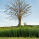 A beautiful single tree in Bali with green grass in the front - PhotoDune Item for Sale