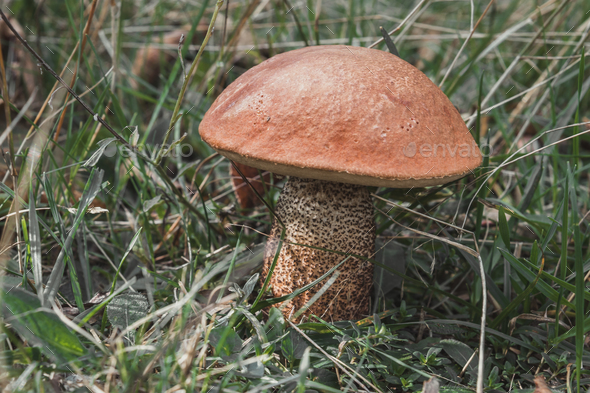 Leccinum aurantiacum, red capped scaber stalk is a edible wild mushroom from boletecae family - Stock Photo - Images
