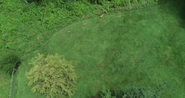 Back yard a mother and her two fawns meander hidden from all but a drone. alt