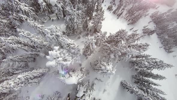 Powder Snow Covered Trees Overhead Aerial In Colorful Pink Light alt