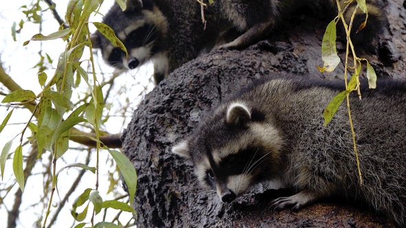 Raccoons on Tree I