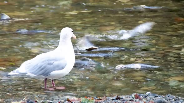 Sea gull in river with live salmon moving in background alt