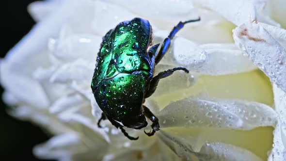Close-up View of Green Rose Chafer - Cetonia Aurata Beetle on White Flower of Peony. Amazing Emerald alt