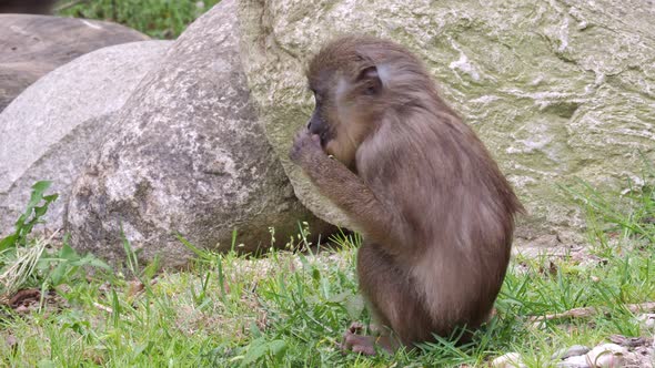 Young Drill Monkey (Mandrillus Leucophaeus) eats a dandelion