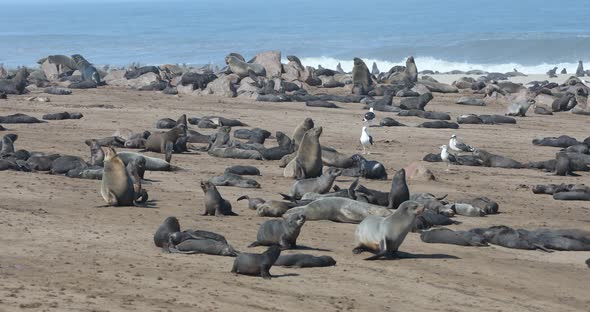 Brown seal in Cape Cross, Namibia alt