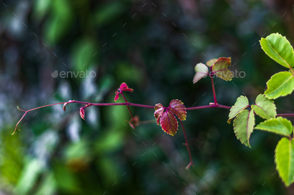 Young shoots of Causonis trifolia (Also called bush Grape, fox-grape, three-leaved wild vine)
