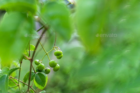 Causonis trifolia (Also called bush Grape, fox-grape, three-leaved wild vine, threeleaf cayratia)