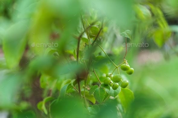 Causonis trifolia (Also called bush Grape, fox-grape, three-leaved wild vine, threeleaf cayratia)