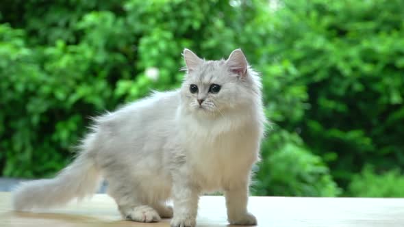 Cute Persian Cat Standing And Looking On Wood Table alt