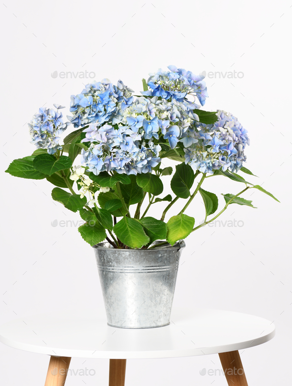 Bucket with blue hydrangea - Stock Photo - Images