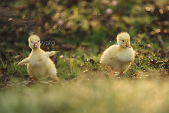 gosling goose or duck family in spring, small baby bird animal in wild nature, group of young cute