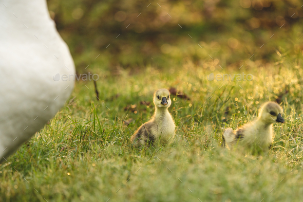 gosling goose or duck family in spring, small baby bird animal in wild nature, group of young cute