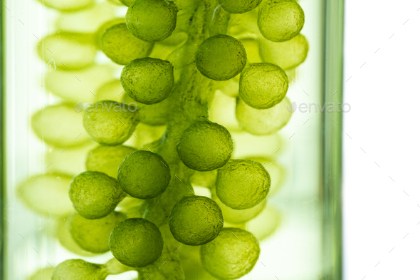 Green marl - Stock Image - C051/8650 - Science Photo Library