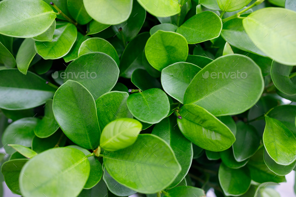 Green texture of ficus leaves - Stock Photo - Images