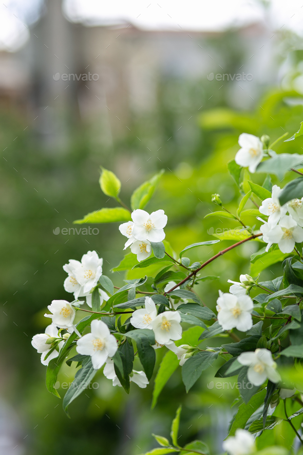 jasmine flowers on a bush in a garden.  - Stock Photo - Images