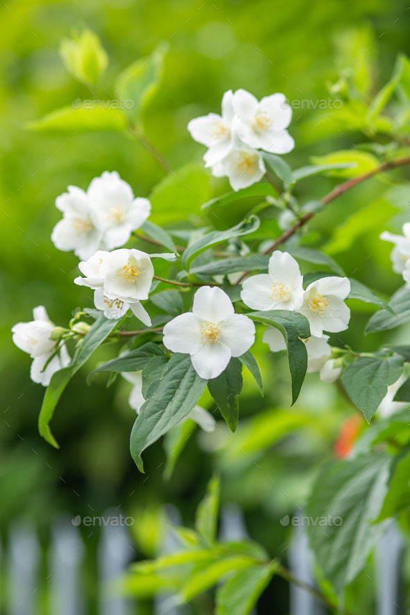 jasmine flowers on a bush in a garden.  - Stock Photo - Images