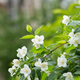 jasmine flowers on a bush in a garden.  - PhotoDune Item for Sale