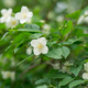jasmine flowers on a bush in a garden.  - PhotoDune Item for Sale