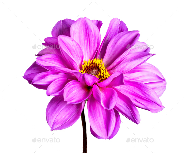 Isolated purple dahlia flower blossom - Stock Photo - Images