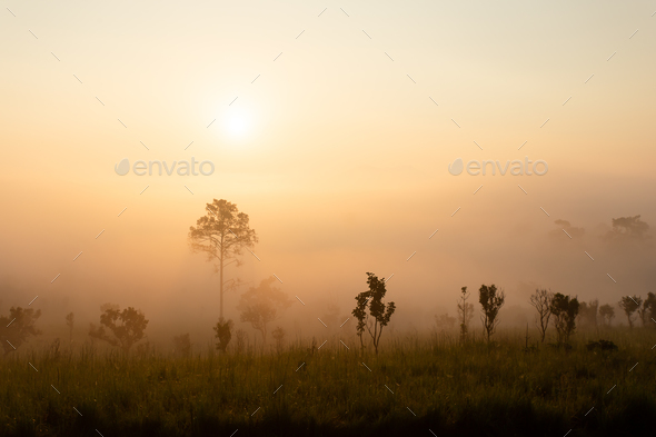 Sunrise at the mountain view Pinus mugo - It is also known as creeping pine - Stock Photo - Images