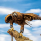 Golden eagle. Nomad Games, Golden Eagle Festival. Bayan-Ulgii, Western Mongolia - PhotoDune Item for Sale