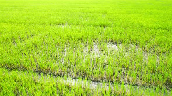 The sapling of the green rice plant. Video of fresh spring rice field alt