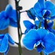 Bouquet of beautiful blue orchids - PhotoDune Item for Sale