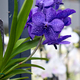 Bouquet of beautiful purple orchids - PhotoDune Item for Sale