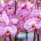 Bouquet of beautiful pink orchids - PhotoDune Item for Sale