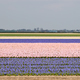 Beautiful Dutch hyacinth field. Spring purple flowers - PhotoDune Item for Sale