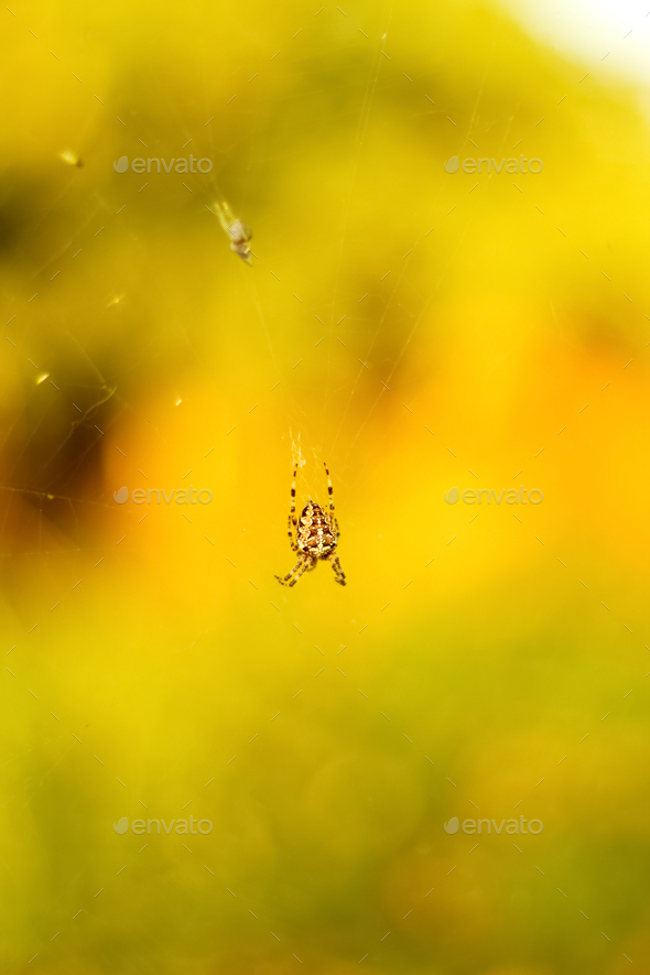 The spider climbs on the web. European garden spider waiting to feed. Great close up shot of a spide