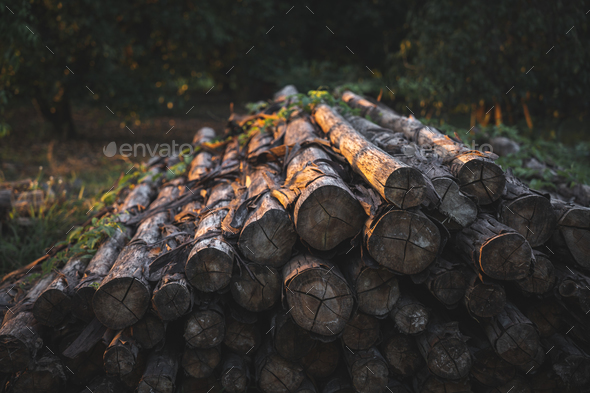 round wooden logs outside on the ground cut up ready for fire during sunset with no people around
