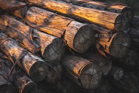 round wooden logs outside on the ground cut up ready for fire during sunset with no people around