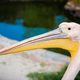 The head of a pink pelican closeup in profile - PhotoDune Item for Sale