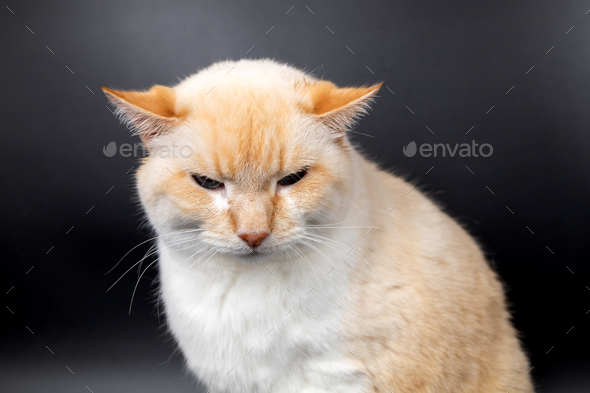white red sick cat with lowered sore ears