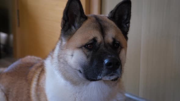 The Dog American Akita is Looking in Camera