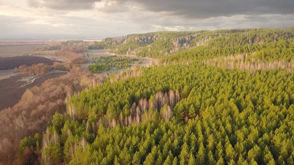 Spring Forest Nature