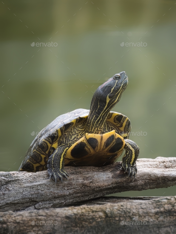 A turtle stretches its neck on dry wood outdoors