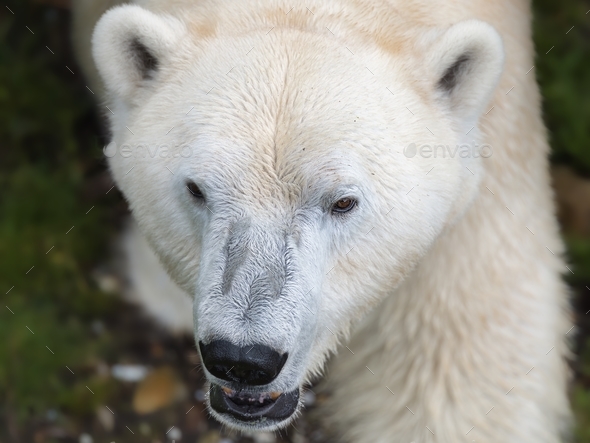 Polar bear head from above in close-up outdoors