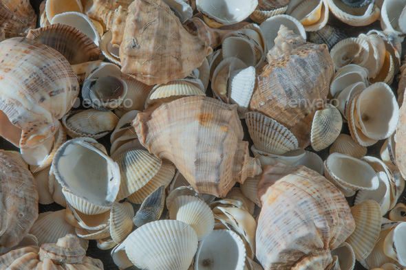 Sea shells on the beach. Summer background. Rapan shell. Beige light color. Aesthetic minimalism