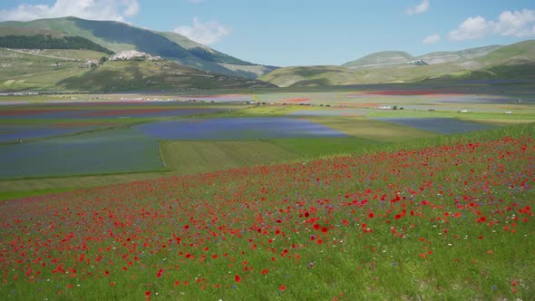 Colorful flower field landscape in the mountains near Castelluccio di Norcia