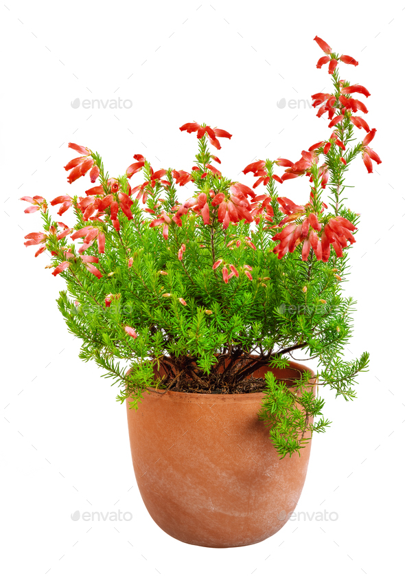 Isolated potted red erica - Stock Photo - Images